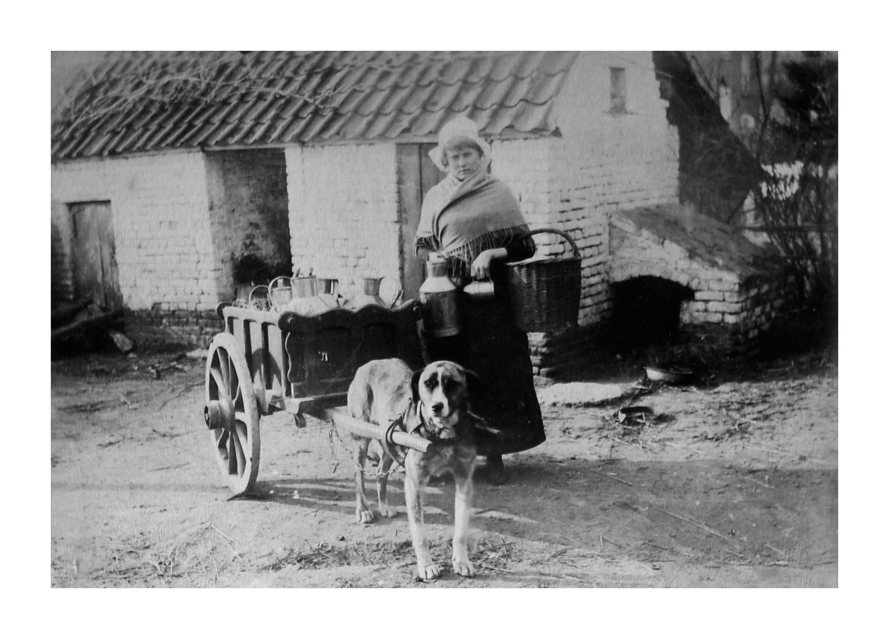 Dairymaid With Cart Pulled By Dog